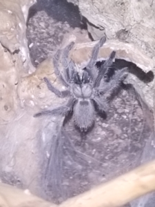 Monocentropus balfouri Vogelspinnen 2021-229