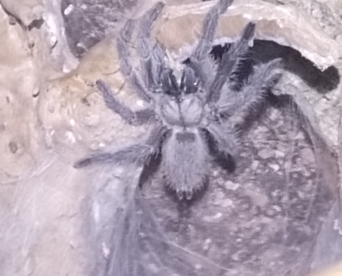 Monocentropus balfouri Vogelspinnen 2021-229