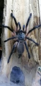 Monocentropus balfouri VS 0.0.1