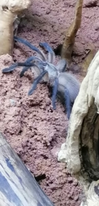 Monocentropus balfouri Vogelspinne