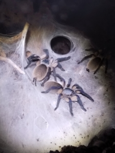 Monoentropus balfouri Gruppe 4