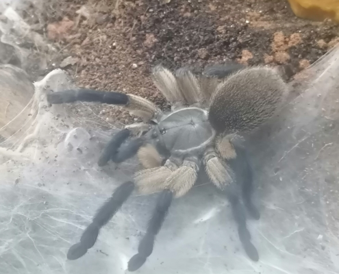 Blaue Jemen-Vogelspinne Adult