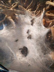 monocentropus-balfouri babys 2