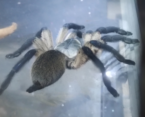 Monocentropus balfouri Vogelspinnen